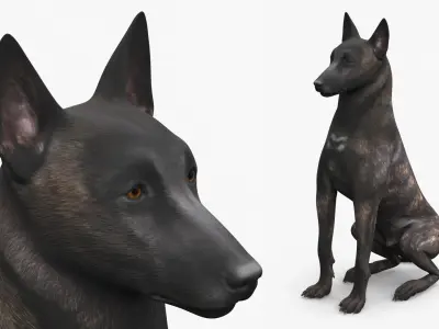  Dutch Shepherd Dog Sitting 