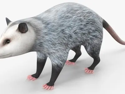  Opossum Walk and Dead Animated Rigged 