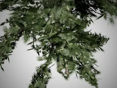 Huangshan Pine Tree Low-poly 3D model