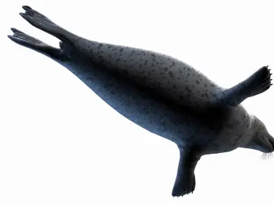  Harbor Seal Animated 