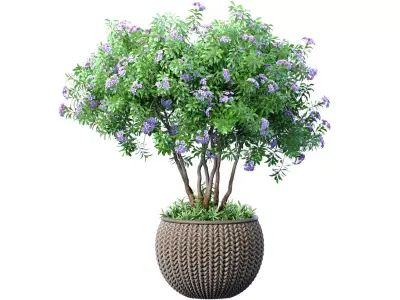 Decorative indoor Jacaranda tree with lilac flowers rattan pot 3D model