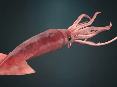  Squid Rigged 