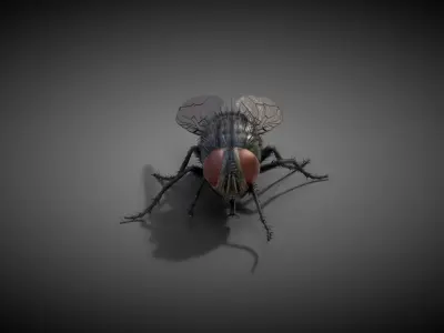  Housefly Animated 