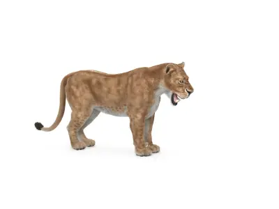  Lioness Textured w Fur 