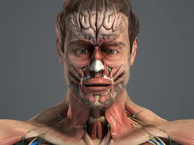  MAYA RIGGED Male and Female Anatomy Complete Pack (Textured) 