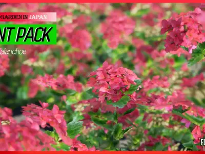 Street Garden in JAPAN - 4 Kalanchoe Flower Grass Plant Low-poly 3D model