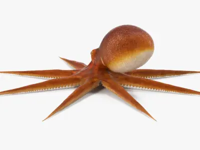  Octopuses Collection 