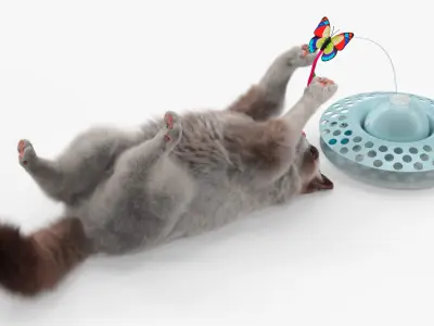  Ragdoll Cat Playing with Cat Teaser Toy Fur for Cinema 4D 