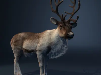  Reindeer (animated) 