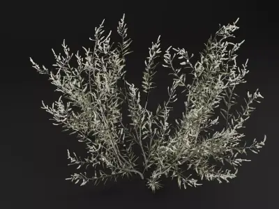 Gossypium Thurberi Plant 3D model