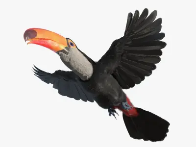  Tropical Toucan in Flight Fur for Maya 