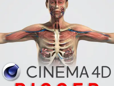  C4D RIGGED Complete Female Anatomy PACK 