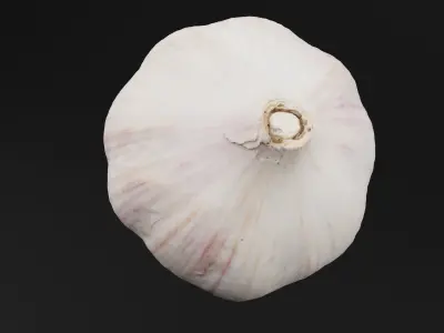 Garlic  3D model