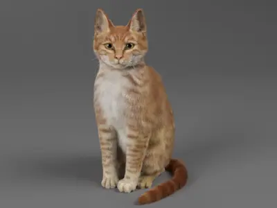  Cat Red Tabby ANIMATED 