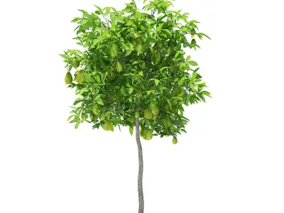 Avocado Tree with Fruits 3D model