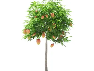 Mango Tree with Fruits 3D model