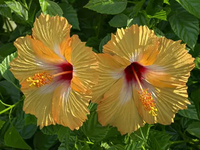  Flowers Collection 12 