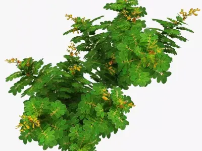 Cassia Angustifolia Low-poly 3D model