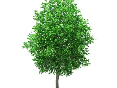 Grapefruit Tree 3D model