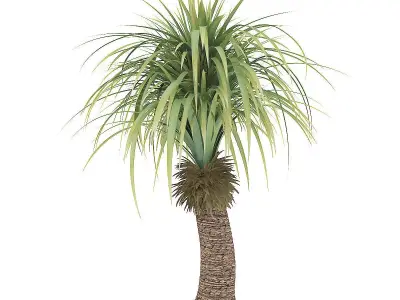 Small Palm Tree 3D model