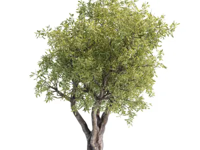 tree 01 3D model