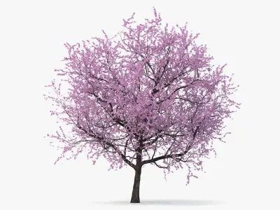  Flowering Cherry Tree 