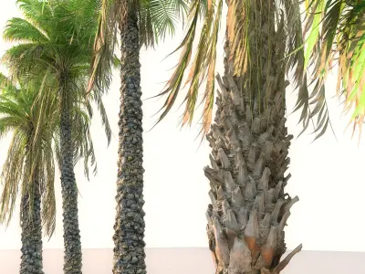  Palm Animated Pack 9 