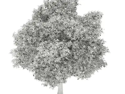 Avocado Tree with Fruits 3D model