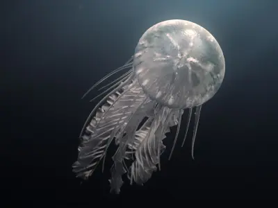  Jellyfish Animated 