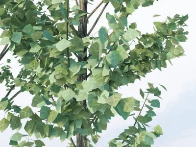 3 Generic Architectural Trees  3D model