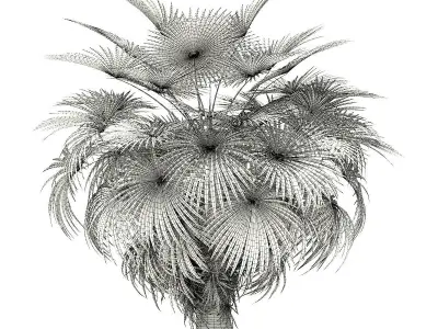 California Palm Tree 3D Model 5m 3D model