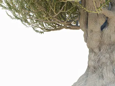 Old olive tree 2 3D model