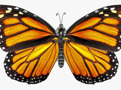 Animated Flying Monarch Butterfly Fur Rigged 