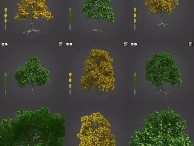 2021 PBR European Beech Collection - Fagus Sylvatica  3D model