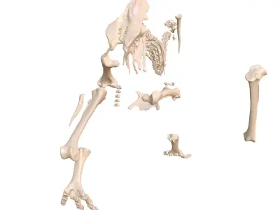  MOA Little Bush Moa Skeleton 
