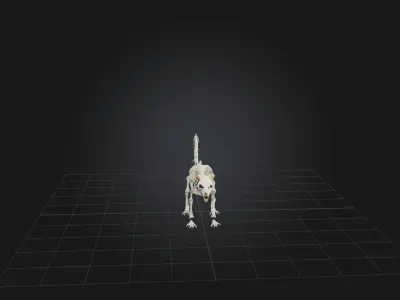 Realistic Squirrel Skeleton Model Low-poly 3D model