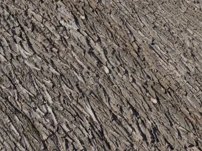 Realistic Tree Bark  Texture