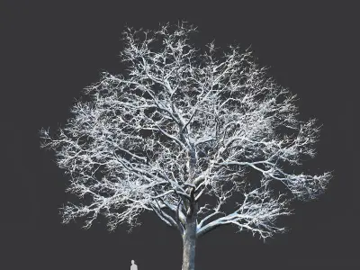 Common oak winter Nr5 H16-19m Three tree set 3D model