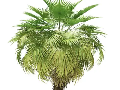 California Palm Tree 3D Model 5m 3D model