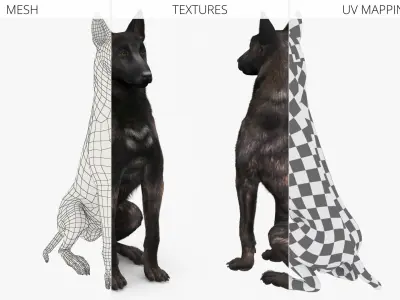  Dutch Shepherd Dog Sitting Fur 