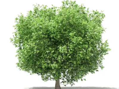Common Fig Tree 3D model