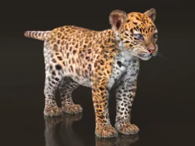  Leopard Cub Clawing Motion Fur Animated Rigged 