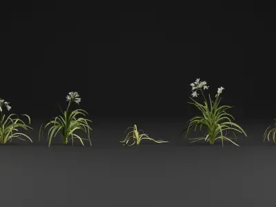 Allium triquetrum 3D model