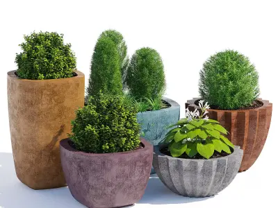 Mex Bold  and Larkspur 3D model