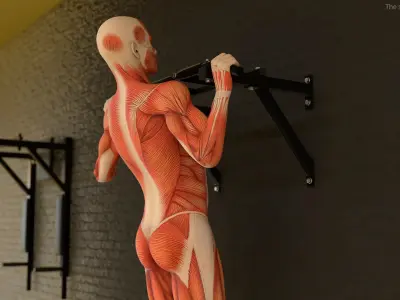  Anatomy Male Muscular System Pull-up Animated Rigged 