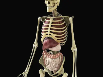 Human Skeleton With Digestive and Respiratory Systems 3D model