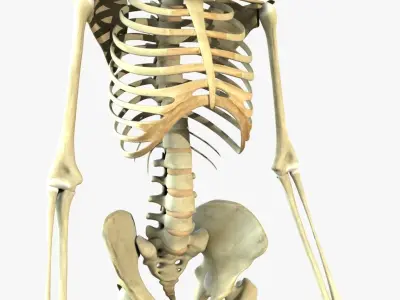 Human Skeleton With Digestive and Respiratory Systems 3D model