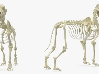 Dog Skeleton Anatomy 