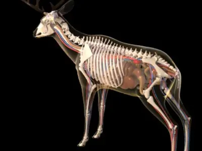  Deer anatomy 