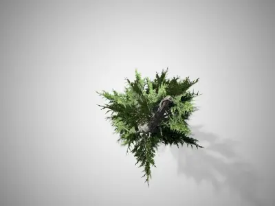 Hollywood Juniper Tree Low-poly 3D model